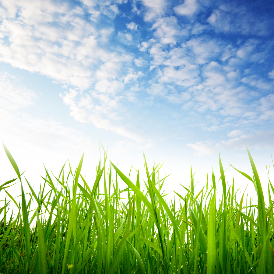 grass and cloudy sky